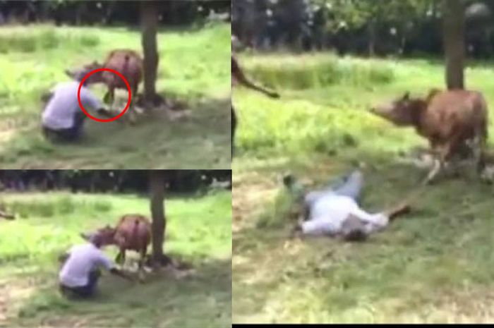 Pria Ini Ditendang Oleh Sapi, Begini Kondisinya Sekarang, Mengenaskan