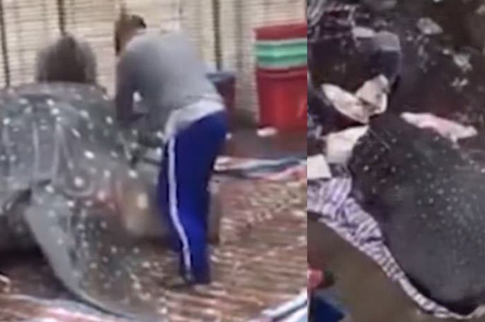 Sungguh Ironi Jadi Legenda Penguasa Lautan Miliki Berat 10