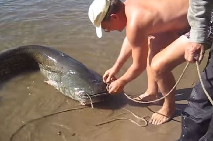 Heboh, Nenek Ini Terkejut Melihat Tangkapan Suaminya Mendapat Ikan Lele  Raksasa Lihat Videonya
