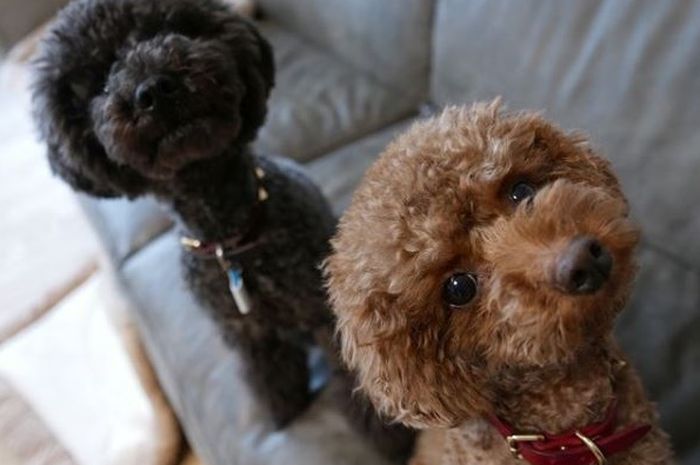 Anjing Ini Milik Idol K Pop Terkenal Baru Buka Akun Instagram