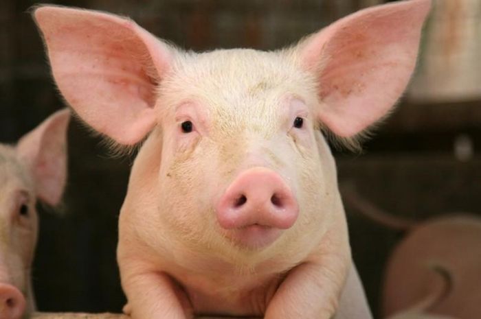 Hasil gambar untuk babi