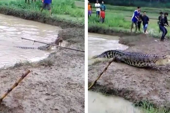 98 Foto Penampakan Buaya HD Terbaru