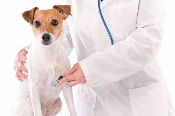 Dokter hewan jakarta selatan