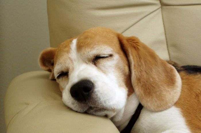49+ Gambar anjing sedih information