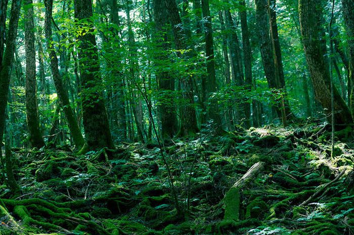 Mengintip 7 Fakta Aokigahara, Hutan Bunuh Diri di Jepang yang