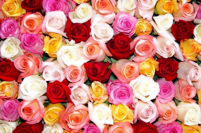 Jangan Salah Pilih Bunga Mawar untuk Dekorasi  Hari  