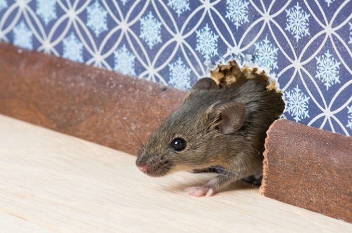 5 Cara Mencegah Tikus Bersarang di Rumah - iDEA