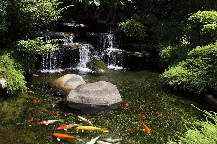 4 Hal Penting Membangun Kolam Ikan Koi Idea