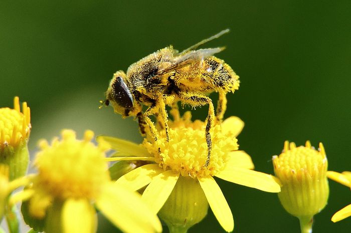 Bee Pollen Untuk Imunitas Tubuh Semua Halaman Intisari