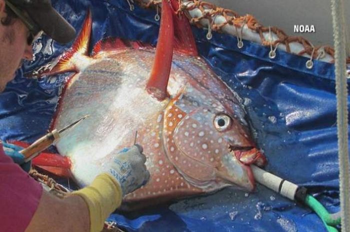 Peneliti Kelautan Menemukan Ikan Berdarah  Panas  Pertama di 