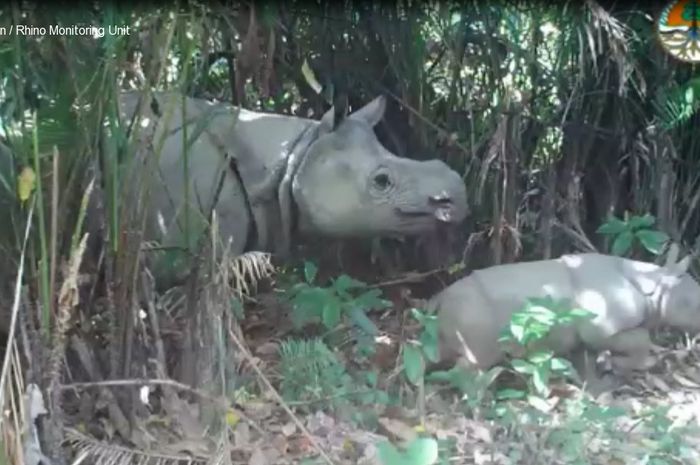 Taman Nasional Ujung Kulon Menyambut Kelahiran Tiga Bayi