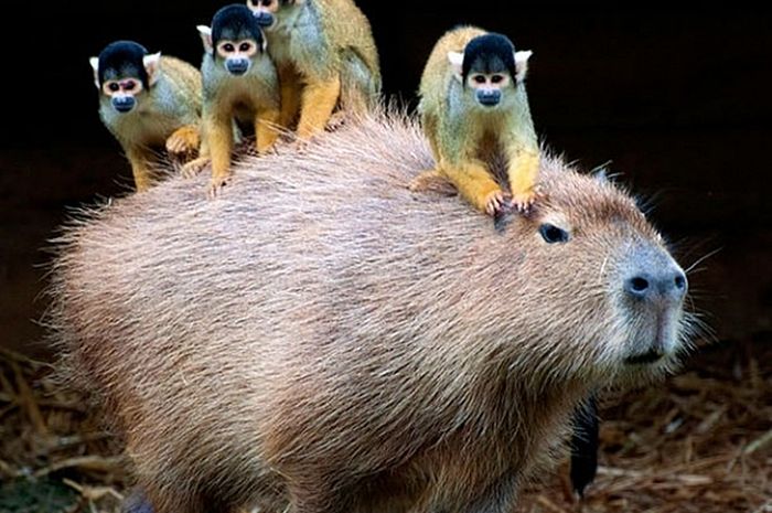 Inilah Beberapa Mamalia Terbesar Di Dunia 2 Intisari