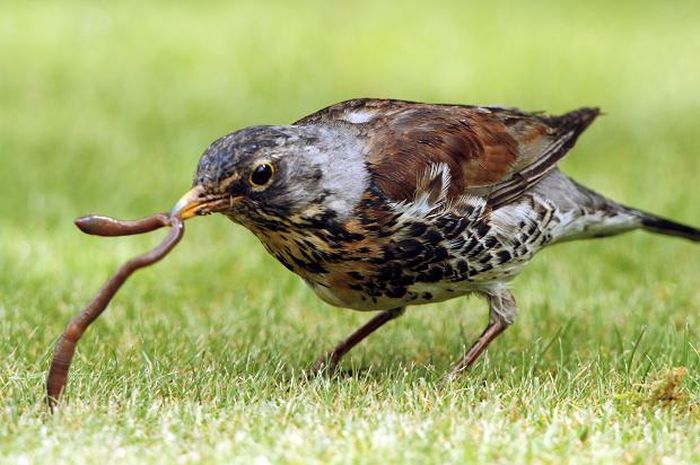 Belajar dari Burung dan Cacing - Intisari