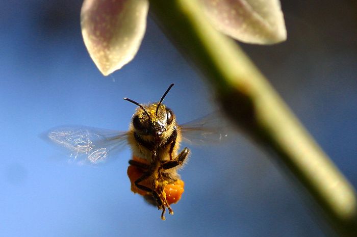 83 Gambar Hewan Lebah Madu Terbaru