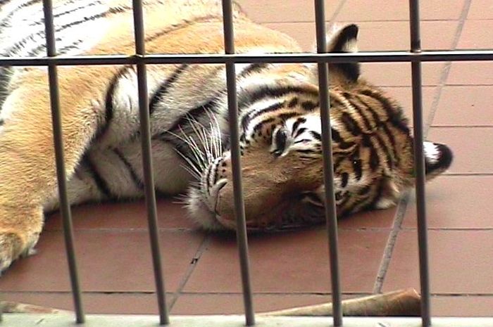 Pesan Yang Terdapat Pada Dongeng Kisah Petani Dan Anak Harimau