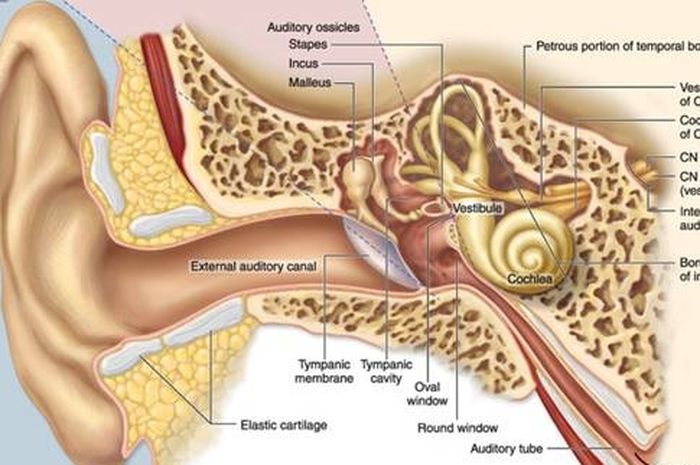 Mengenal Sistem Vestibular, Penjaga Keseimbangan Tubuh - Intisari