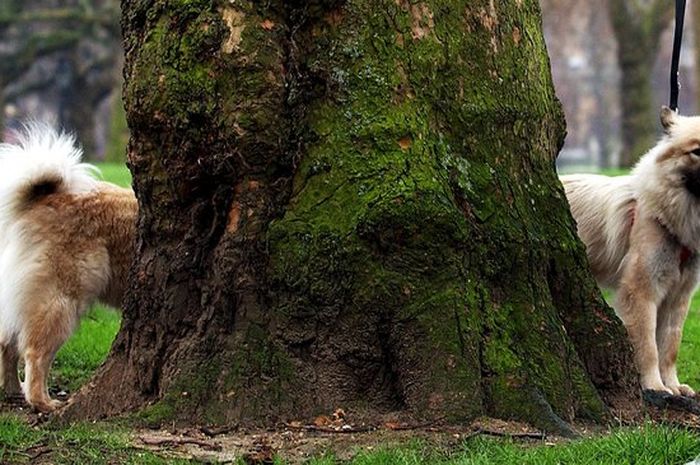 Foto Aneh Mulai dari Manusia Tanpa Kepala Hingga Manusia Berkepala 