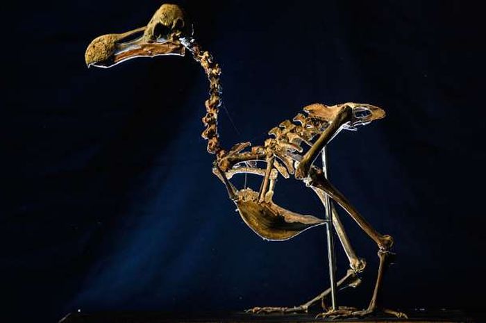 Kerangka Tulang Burung Dodo akan Dilelang Harga Bisa Rp8 Kerangka Tulang Burung Dodo akan Dilelang Harga Bisa Rp8