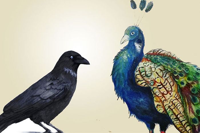 88+ Gambar Burung Merak Dan Gagak Gratis Terbaru