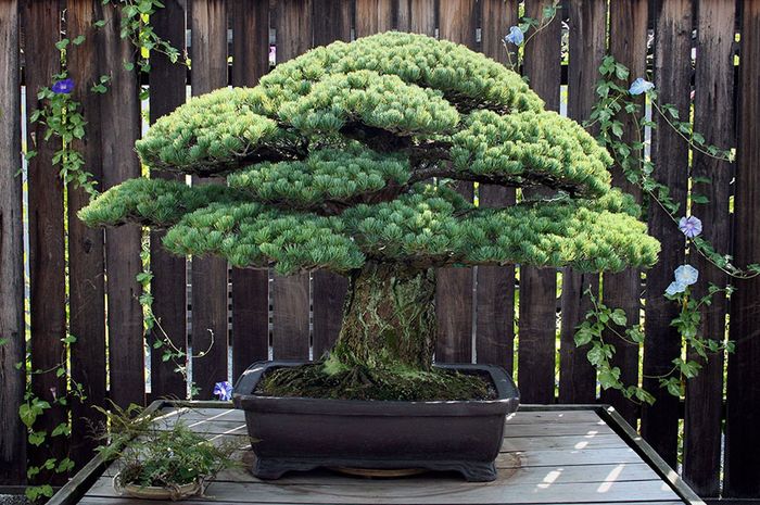 Gambar ilustrasi kisah bonsai yang diselamatkan dari alam liar dalam memahami pesona bonsai dan asal-usulnya