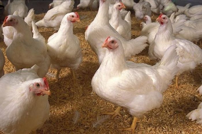 Montok dan Murah, Ayam Broiler Justru Menyimpan Banyak Bahaya? - Intisari