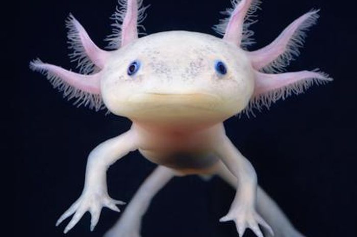 Axolotl Monster Laut Kecil Yang Dianggap Sebagai Hewan Termanis Di Dunia Video Semua Halaman Intisari