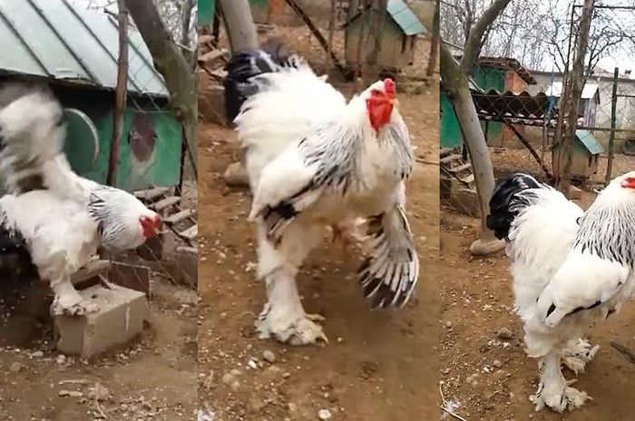 Ayam Brahma Ayam Raksasa Yang Ukuran Tubuhnya Bikin Kita Geleng Ayam Brahma Ayam Raksasa Yang Ukuran Tubuhnya Bikin Kita Geleng