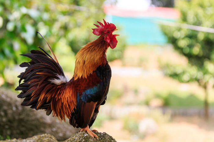 Kisah Dua Anak Yang Membunuh Ayam Jantan Kesayangan Ibunya Semua