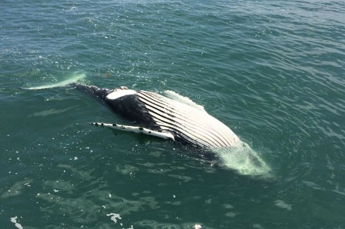 kejadian baru baru ini Kejadian Tak Biasa Puluhan Paus Bungkuk Meninggal di kejadian baru baru ini Kejadian Tak Biasa Puluhan Paus Bungkuk Meninggal di