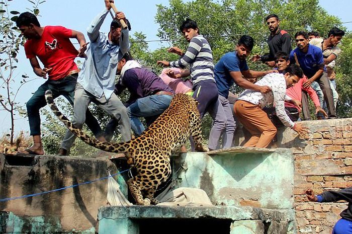 Manusia Makan Macan Dasar Manusia Mereka yang Ambil Lahan Mereka Juga yang 