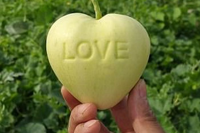 Menakjubkan 27+ Gambar Bunga Bentuk Hati - Gambar Bunga Indah