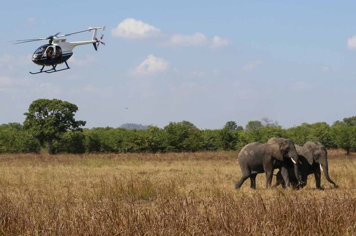 Download 5100 Koleksi Gambar Gajah Afrika Paling Bagus Gratis