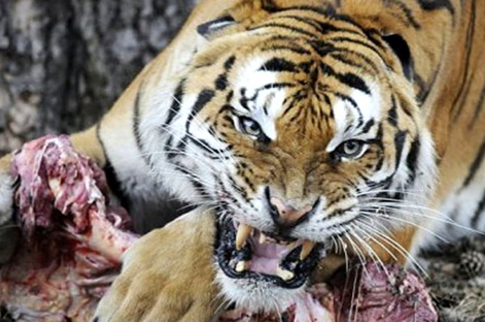 Unduh 7600 Gambar Harimau Marah Terbaru 