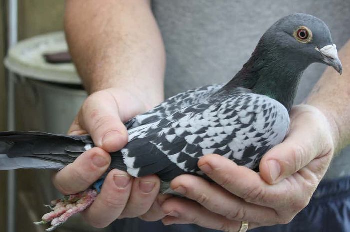 7 Hal Mengejutkan Ini Masuk Deretan Benda Termahal Di Dunia Nomor