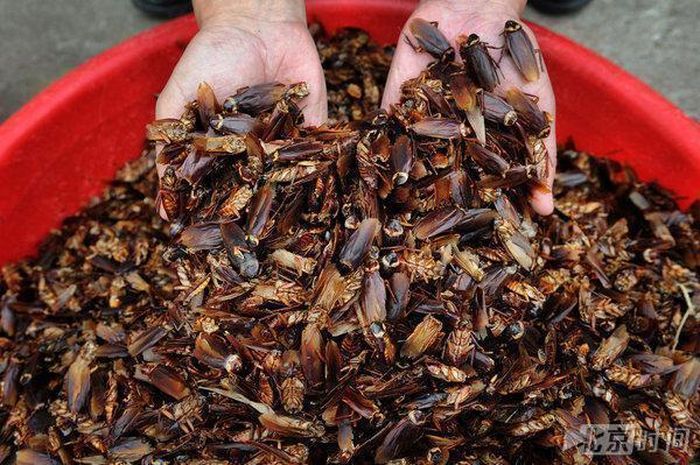 Pantas Saja Populasi Kecoak Seperti Tidak Ada Habisnya Ternyata Ini Rahasia Kelangsungan Hidup Mereka Semua Halaman Intisari