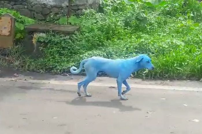 Anjing anjing di Daerah Ini Berwarna  Biru  Penyebabnya Tak 
