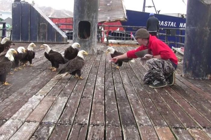 Unduh 7600 Gambar Elang Dan Merpati  HD