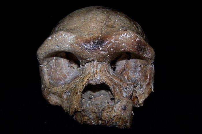 Unduh 4800 Gambar Fosil Tengkorak Manusia Purba Terbaru Gratis HD