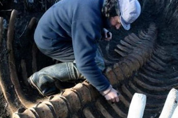 Wow, Peneliti Berhasil Temukan Kerangka Salah Satu Megafauna Pleistosen