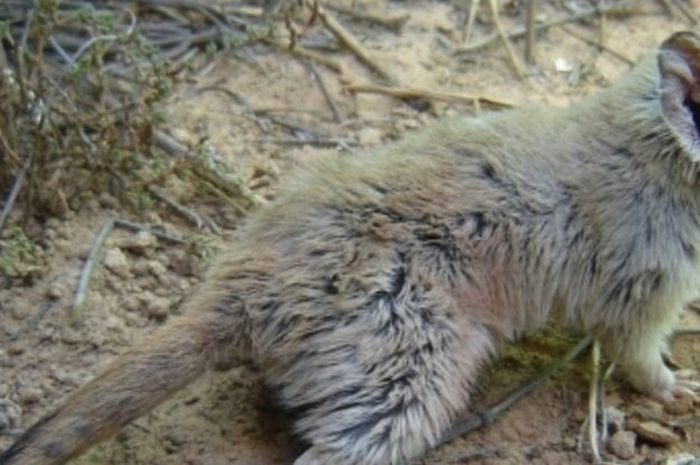 Dianggap Sudah Punah 100 Tahun Yang Lalu Ternyata Hewan Kecil Ini