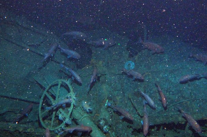 108 Gambar Ikan Setan HD Terbaru