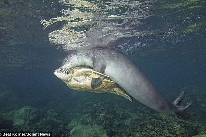 Lucu Sekaligus Bikin Haru Seekor Anjing Laut Memeluk Seekor Penyu