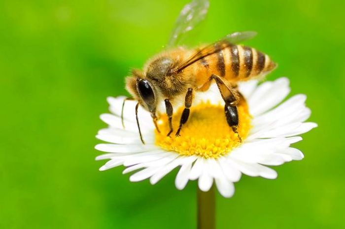  Lebah  Terancam Punah Ini 5 Hal Mengerikan yang Terjadi 