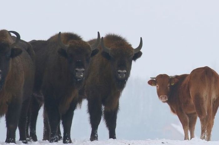 Berada Di Kawanan Bison Hewan Ini Sempat Disangka Sebagai Mutan