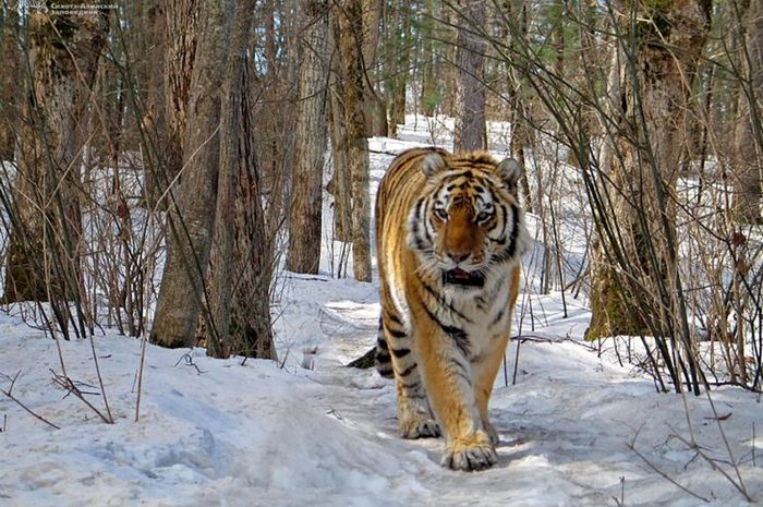 Download 560 Koleksi Gambar Editan Harimau Terbaik Gratis