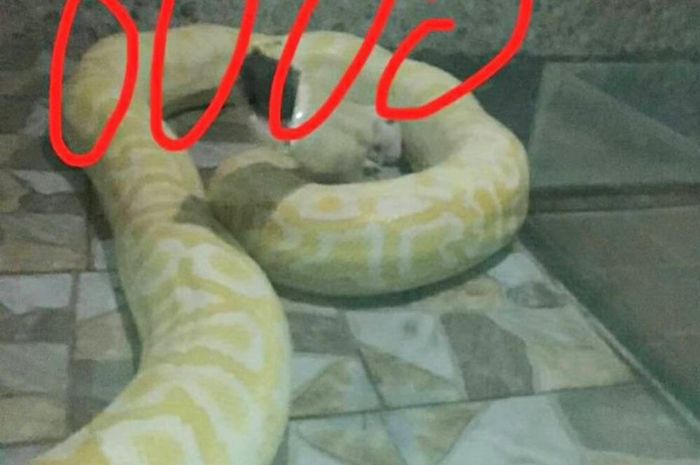 Gambar Ular Piton Kuning - Gambar Putih