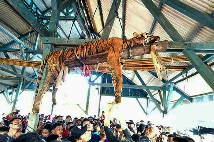 Download 7000 Gambar Harimau Jadian Terbaik HD