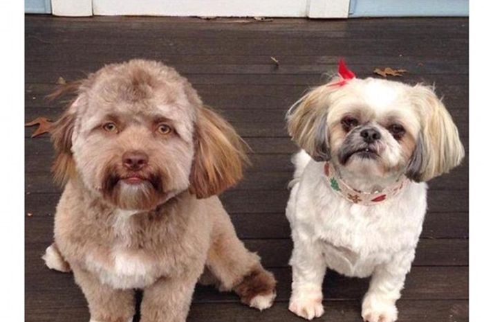 Unik Anjing Ini Jadi Viral Karena Dianggap Seperti Punya Wajah Mirip Manusia Setelah Bulunya Dicukur Semua Halaman Intisari