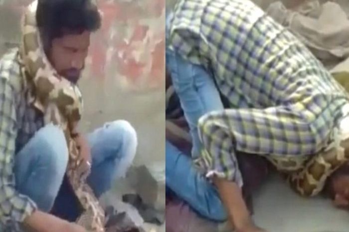 (Video) Mengerikan, di Hadapan Penonton Pertunjukan Ular Piton Ini