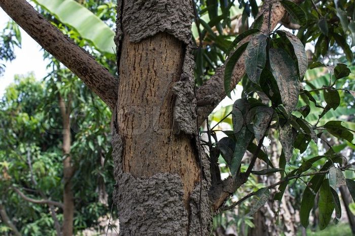 Cara Mudah Dan Manjur Usir Rayap Di Pohon Mangga Cuma Pakai Bumbu Dapur Ini Saja Semua Halaman Intisari